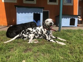 Hundeschule & Hundetagesstätte Hundeschüler