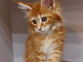 Maine Coon Katzchen