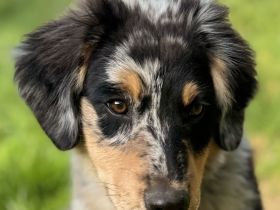 Australian Shepherd Rüde