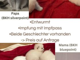 BKH Kitten Bluepoint Silverpoint Britisch Kurzhaar