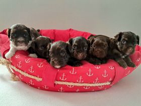 Schoko Havaneser Welpen mit Ahnentafel!