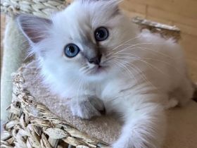 Gesunde Birma-Kätzchen, bereit zum Abholen