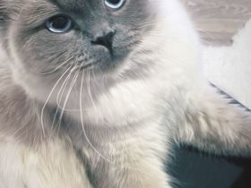 Britisch langhaar und heilige Birma