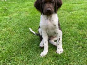 Vom Upschörter Moor