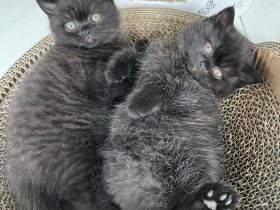 BKH Kitten Chocolate und Black