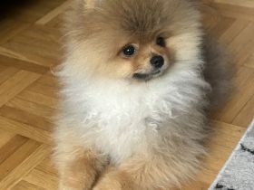 Pomeranian minizwergspitz