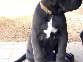Reinrassige Cane Corso Welpen suchen noch eine liebevolle Familie