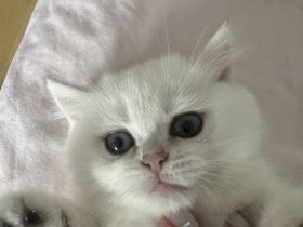 Britisch Kurzhaar mit Stammbaum.Noch zwei Katzen sind da.Seal silver shaded point,ns 11 33