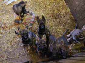 Schäfer-Wolfshundewelpen