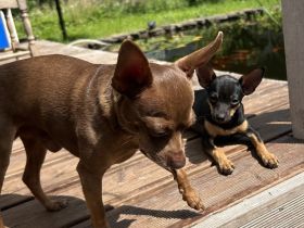 Toy Terrier Welpe zu verkaufen