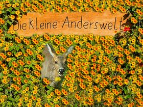 Tierkommunikation Kurs 3/4 August 2024 Rastede/Niedersachsen