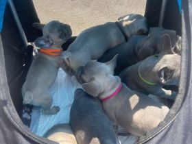 Französische Bulldogge Welpen Abgabebereit in Blue blueFawn/Liliac