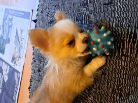 Chihuahua Welpen entwurmt ,und geimpft  zu vergeben