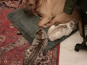 6 Bengal kitten