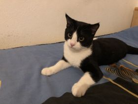 Kater Britisch-Kurzhaar-Mix (BKH)