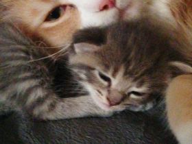 Maine Coon / Bkh Kitten