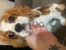 Cavalier King Charles spaniel