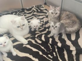 Süße weiße Katzenbabys/ Kitten