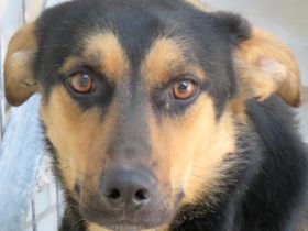 Manto, Murdock, Mateo, Marshal und Mash; Mischlinge