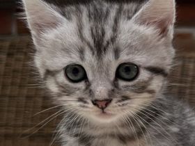 BKH kitten. Katzen suchen noch liebevolle zu Hause