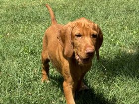 Magyar Vizsla Drahthaar Welpen