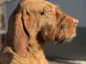 Magyar Vizsla Drahthaar Rüde