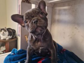 Französische Bulldoggen