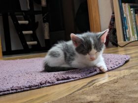 Mainecoon Norweger Mix