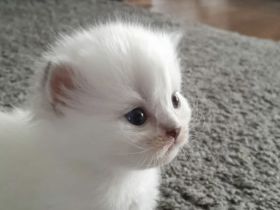 BKH Kitten mit der Farbe Silver Shell Point, blaue Augen