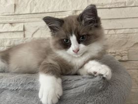 Ragdoll Kitten suchen ein liebevolles Zuhause