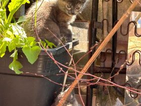 2 kitten vom 18.04.2024