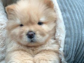 Gorgeous show standard Chow Chow Puppies
