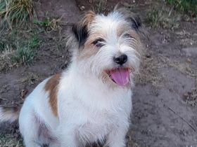 Neu! Südafrikanischer Rauhaar Jack Russell Deckrüde mit Stammbaum!
