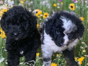 Mini Aussiedoodle Australian Shepherd mit Kleinpudel