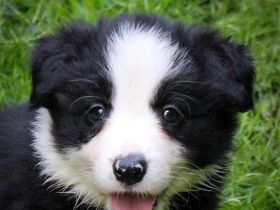 Border Collie Welpen Abgabe Ende Juni