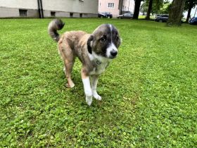 ♥️ Aramis ♥️