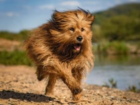 Wäller-Welpen suchen ihre neuen Familien