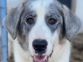 Ryat, geb. ca. 12/2023, lebt in GRIECHENLAND, im städt. Tierheim Serres