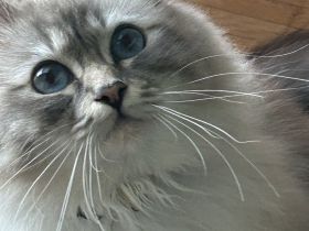 Heilige Birma Kitten in 7 Tagen, wurfankündigung, München