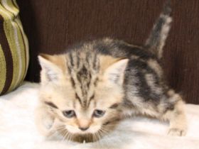 Britisch Kurzhaar Kitte zu verkaufen