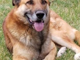 Horst wartet auf deine Anfrage