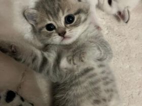 zuckersüße BKH Kitten suchen ein liebevolles zuhause