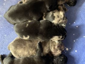 9 Französische Bulldogge Mix Welpen, selten schöne Farben!!!