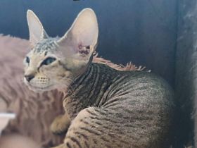 Peterbald Sphynx Kitten