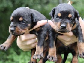 Luxuriöse Dobermannwelpen von einem wunderbaren Paar