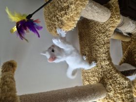 Wunderschöne süße weiße Khao-Manee Kitten, Weiße Kitten mit zwei verschiedene Augen