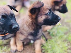 Belgischer Schäferhund Malinois Mix