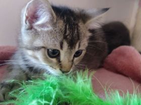 Ein BKH Mischling Kater abzugeben