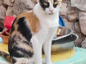 Donna, 3 Jahre, wünscht sich so sehr ein liebevolles Zuhause