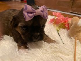 Shih Tzu Welpen suchen eine Familie